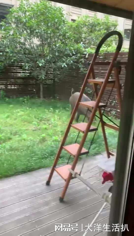 杭州野猪闯进小区事件，生态变迁下的新挑战与应对之道_精准解释落实