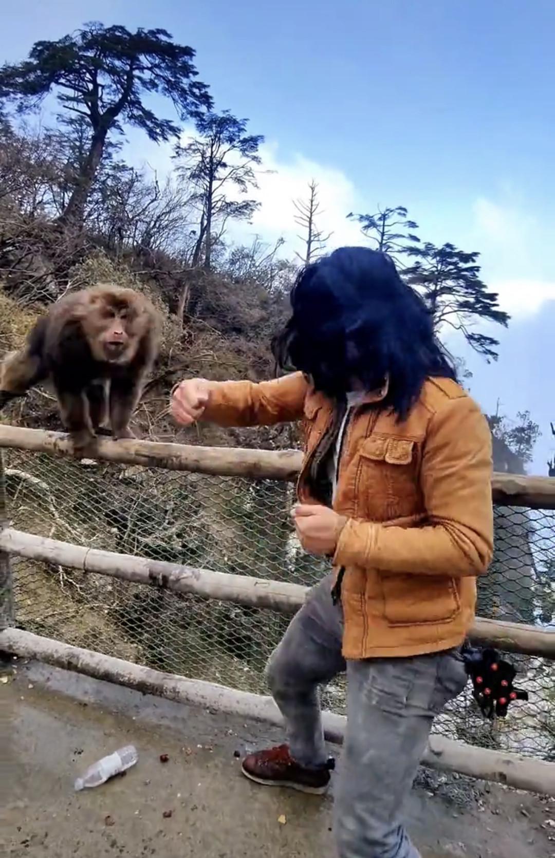 景区游客与猴子互殴，反思人与自然的和谐共生_科普问答