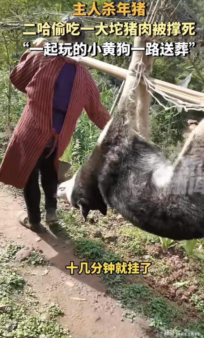 主人杀年猪，狗狗偷吃猪肉被撑死_精选解释