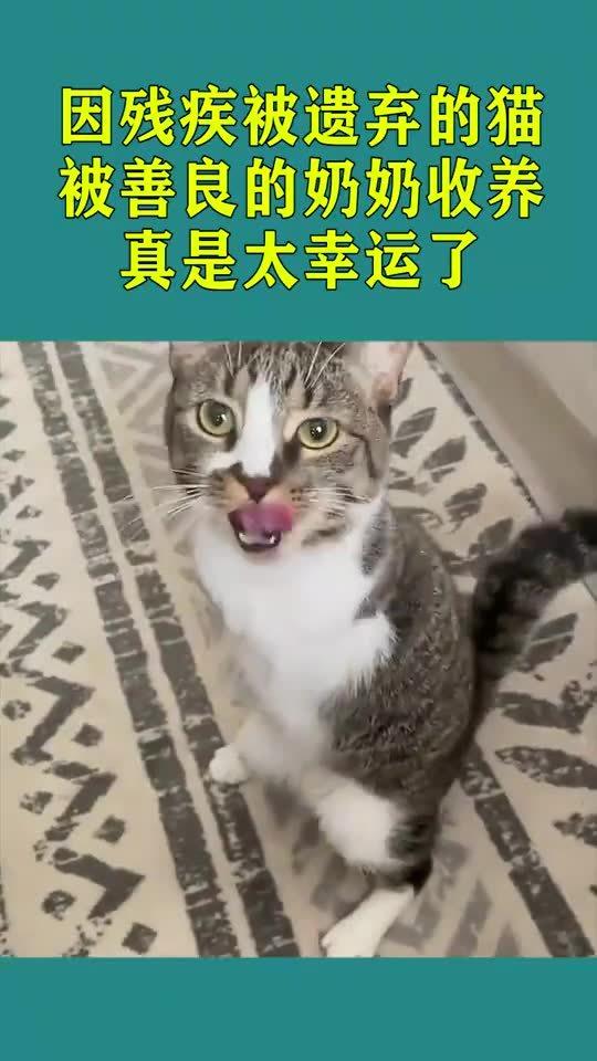 领养猫太麻烦