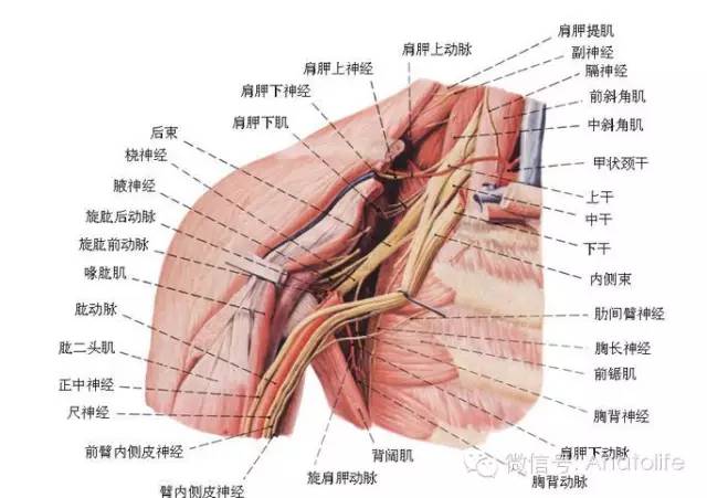 左锁骨下面是什么