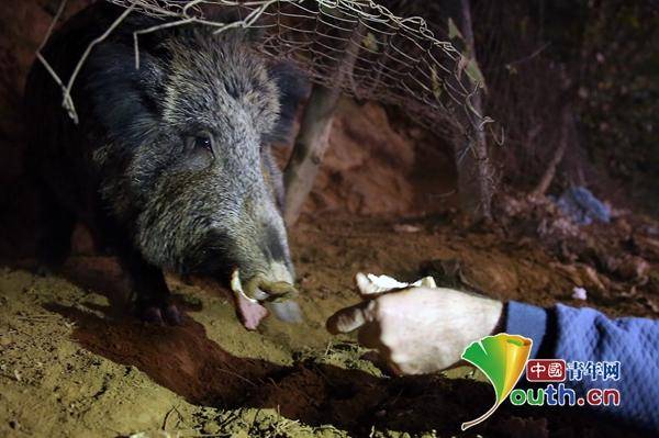 网红野猪产下小猪崽，游客争先投喂