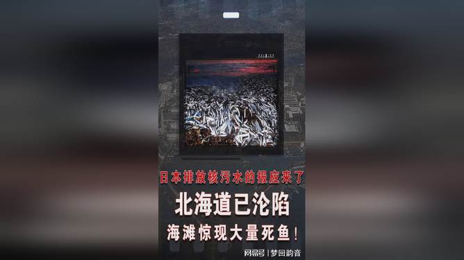 北海道沙滩惊现大量死鱼，揭示生态之痛