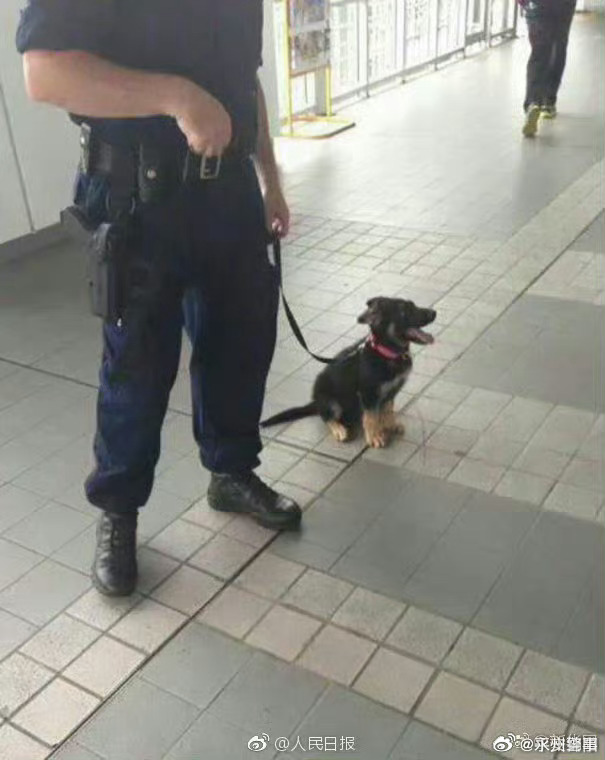 警犬因上班没精神被通报批评，职责与关怀的反思