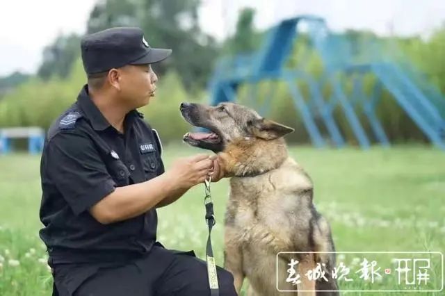 警犬幺幺零连续四周被通报的背后故事