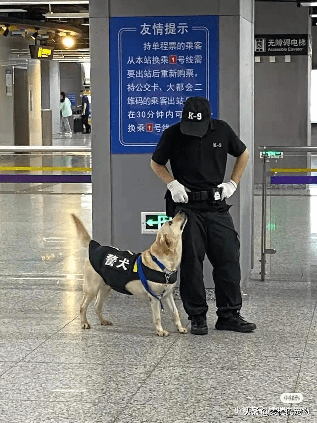 通报中的悠闲时光，四只警犬的摸鱼日记