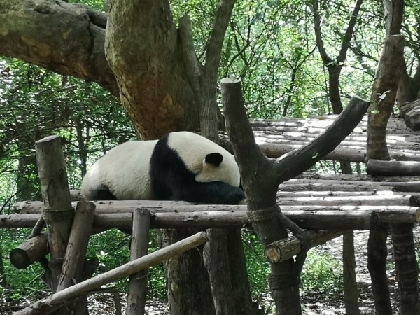 成都惊现树上长熊猫奇观，探寻背后的幽默与讽刺