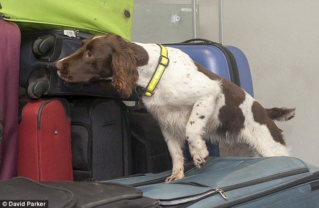 警犬因班味过重惨遭没收年终奖