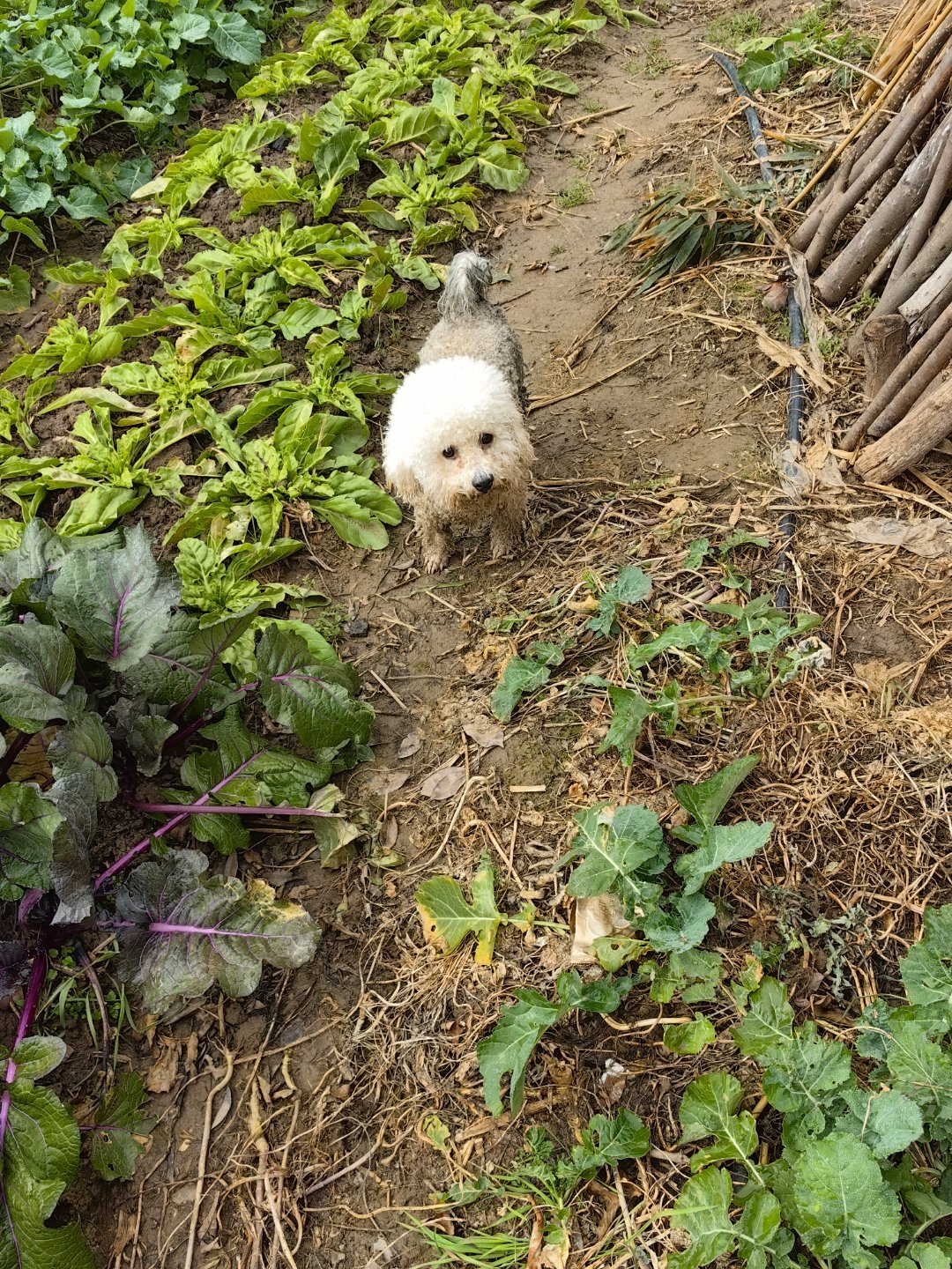 回乡粪坑奇遇，首批村犬的湿身之旅