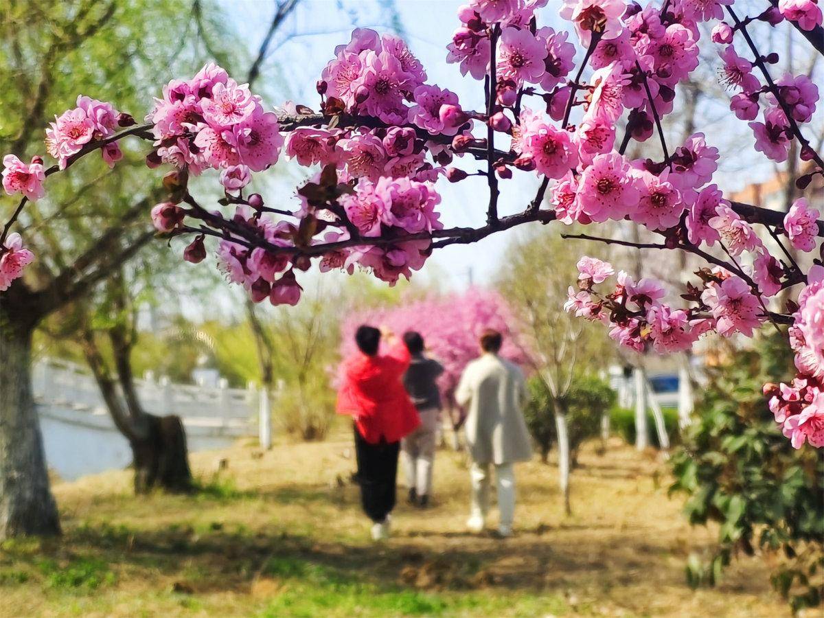 揭秘赏花赏景之道，感受美好春日的独特魅力